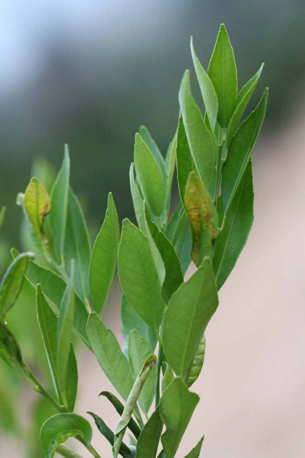               Sun leaves (Avana Apireno, Riverside,   CA)   
